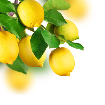 Zitronen am Baum, isoliert