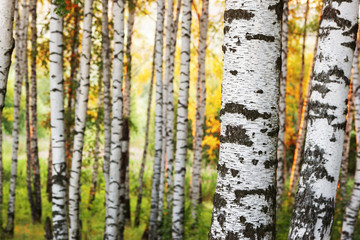 summer in sunny birch forest