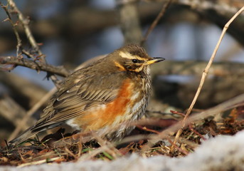 Redwing, song thrush, Turdus iliacus
