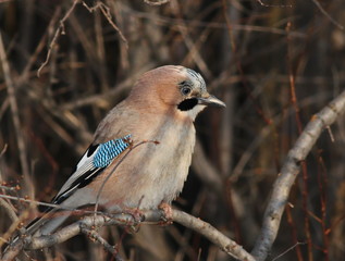 Eurasian Jay on branch, Garulus glandarius