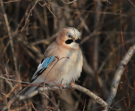 Eurasian Jay on branch, Garulus glandarius