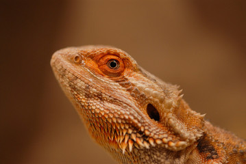Bartagame im Porträt
