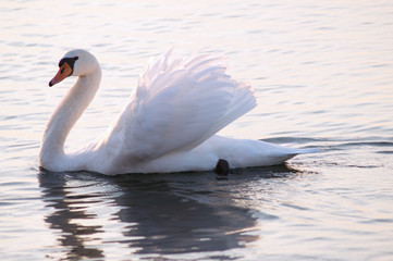 Swan portrait