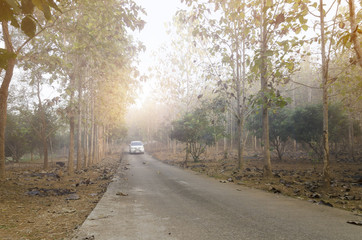 the road through the forest