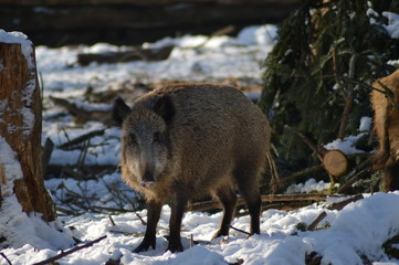Wildschweine im Winter ( Sus scrofa )