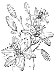 Lily flowers coloring book vector illustration