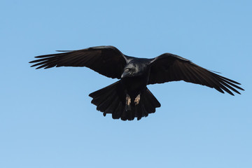 Carrion Crow, Crow, Corvus Corone