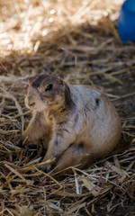 Black-tailed prairie dog
