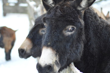 Esel im Gatter ( Equus asinus asinus )