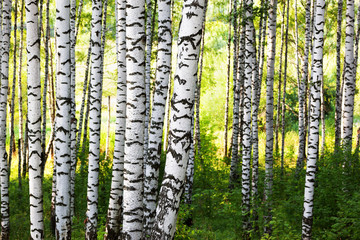 Naklejka premium summer in sunny birch forest