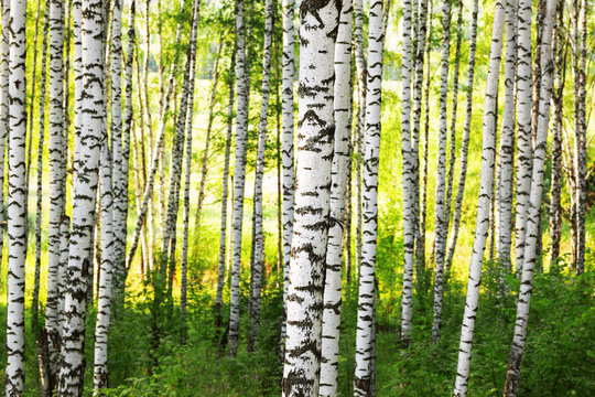 Fototapeta summer in sunny birch forest