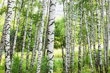 Gardinen summer in sunny birch forest © janbussan