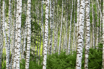 summer in sunny birch forest