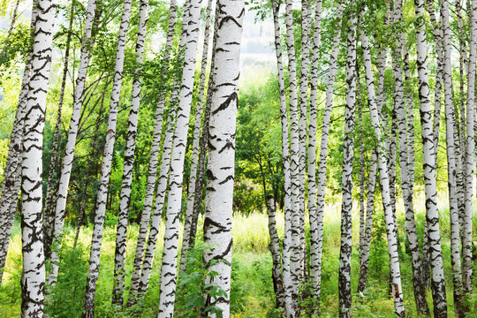 Fototapeta summer in sunny birch forest