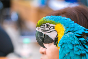 Close up shot - beautiful Blue and yellow macaw.
Macaws eat a variety of foods including seeds, nuts, fruits, palm fruits, leaves, flowers. Wild species may forage widely, over 100 km (62 mi)  - Powered by Adobe