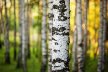 summer in sunny birch forest