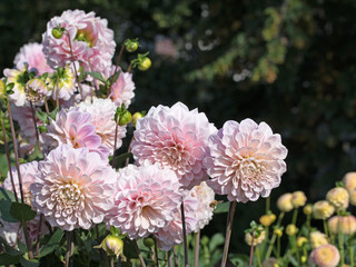 Dahlien, Dahlias