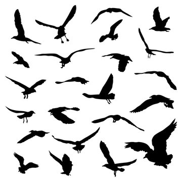 set of silhouette realistic seagull, bird vector collection