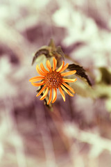 Fading yellow chamomile flower. Close-up.