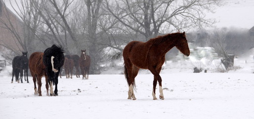 im Schneesturm, kleine Pferdeherde bei Schneefal auf der Weide