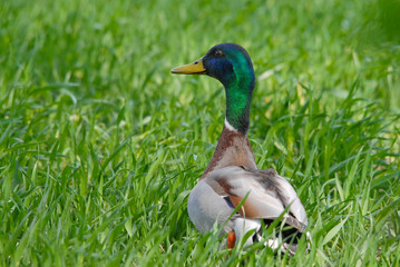 Ente im Gras
