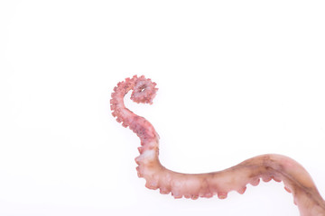 Octopus tentacles, close-up