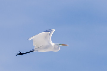 Silberreiher im Flug