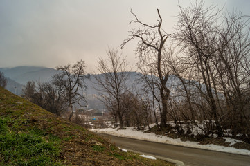 mountain landscapes with trees and snow