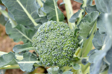 Raw broccoli in the farm