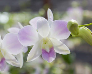 Fototapeta na wymiar Closeup shot of white with light purple petal dendrobium orchid flower.