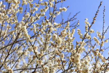 Flowering of plums in Tokyo - Japanese early spring -