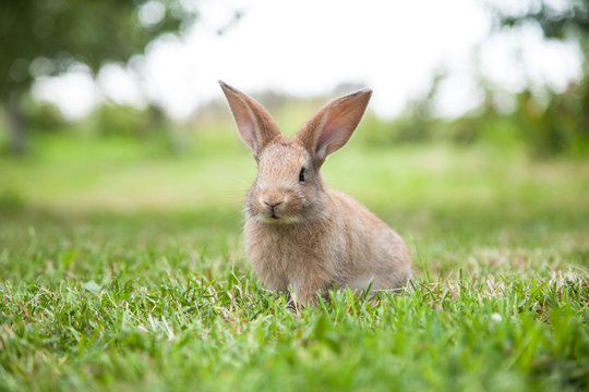 Fototapeta Bunny rabbit on the grass