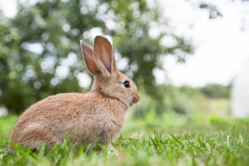 Bunny rabbit on the grass