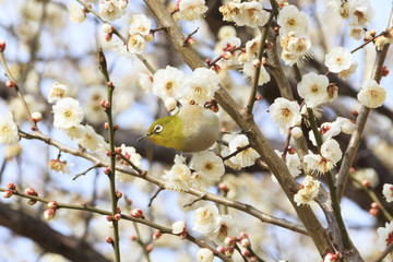 Plums and Japanese White-Eye in Tokyo - Japanese early spring -