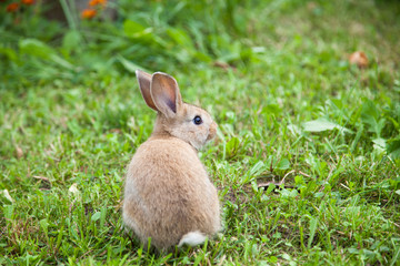 Bunny rabbit on the grass