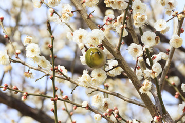 Plums and Japanese White-Eye in Tokyo - Japanese early spring -