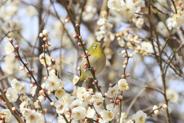 Plums and Japanese White-Eye in Tokyo - Japanese early spring -