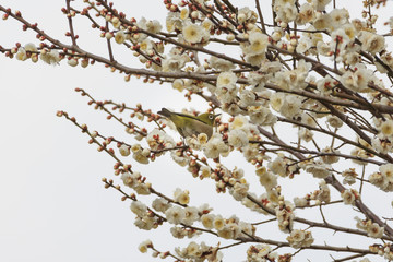 Plums and Japanese White-Eye in Tokyo - Japanese early spring -