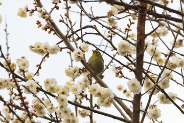 Plums and Japanese White-Eye in Tokyo - Japanese early spring -