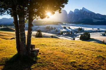 Bench under the pine tree in Alpe di Siusi region in Dolomites. Dreamy mood during sunrise.