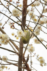Plums and Japanese White-Eye in Tokyo - Japanese early spring -