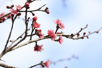 Flowering of plums in Tokyo - Japanese early spring -