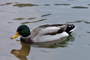 Swans and wild ducks on a frozen lake
