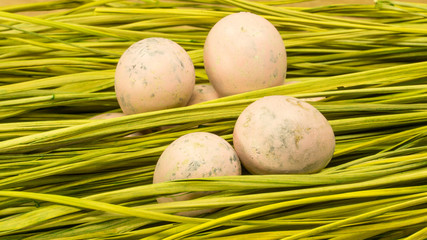 Deko-Wachteleier-Ostereier im Gras