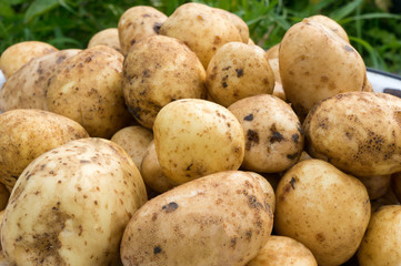 Fresh tasty new potatoes on a farm