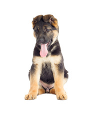 Shepherd puppy looking on a white background