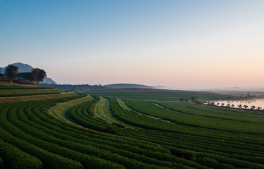 Morning at tea plantation