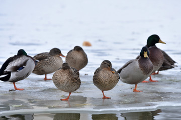 Swans and wild ducks on a frozen lake
