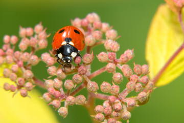 Obraz premium Ladybug crawling on a small decorative flowers bush
