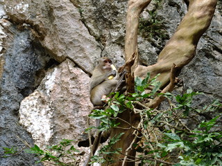 Monkey eating a banana on a tree
